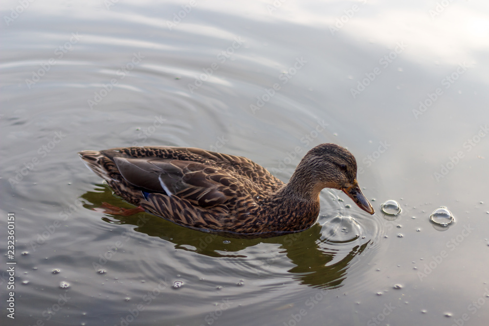 A single duck swimming in calm clear waters.