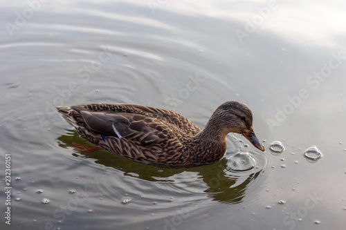 Obraz na płótnie A single duck swimming in calm clear waters. w salonie