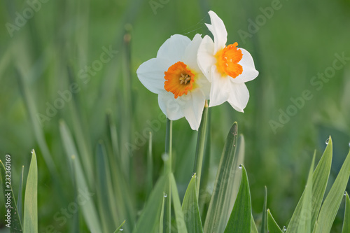 two white narcissus