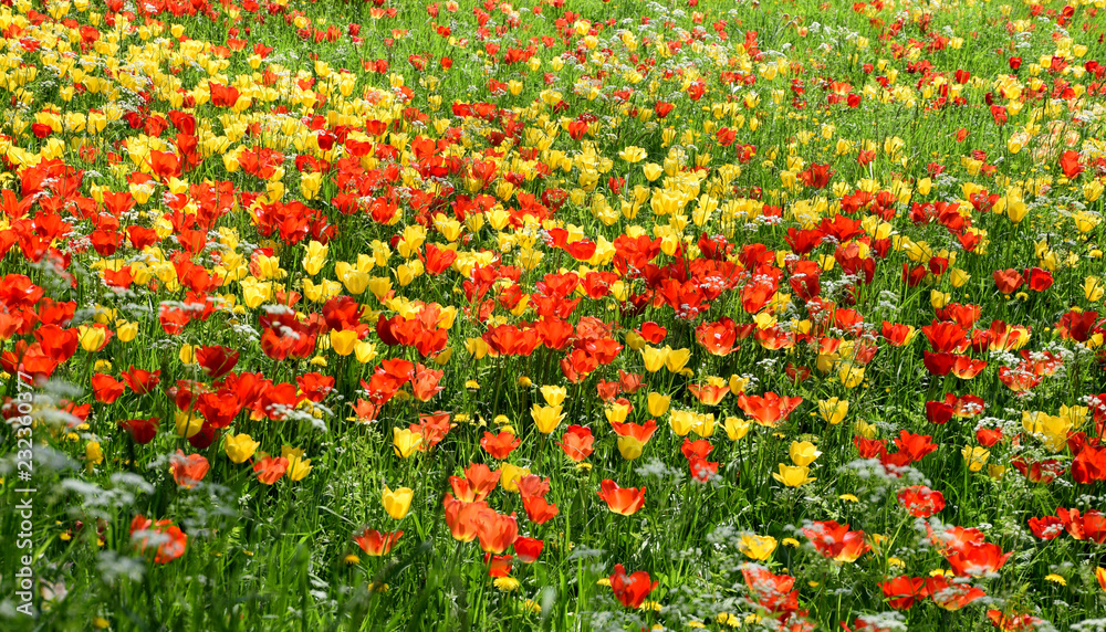 Tulipfield in bloom, beautiful yellow and red tulips