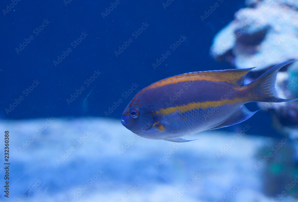 Naklejka premium Aquarium Fish