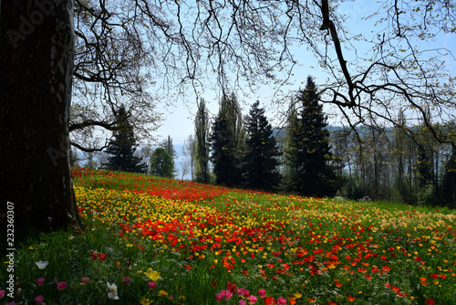 Landscape about Tulipfield in bloom, beautiful yellow and red tulips