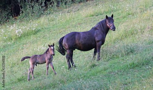 Mare and colt on mountain meadow © MEDIAIMAG