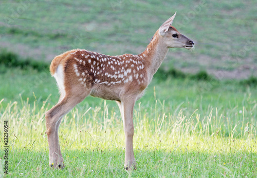 Fallow deer (Dama) baby