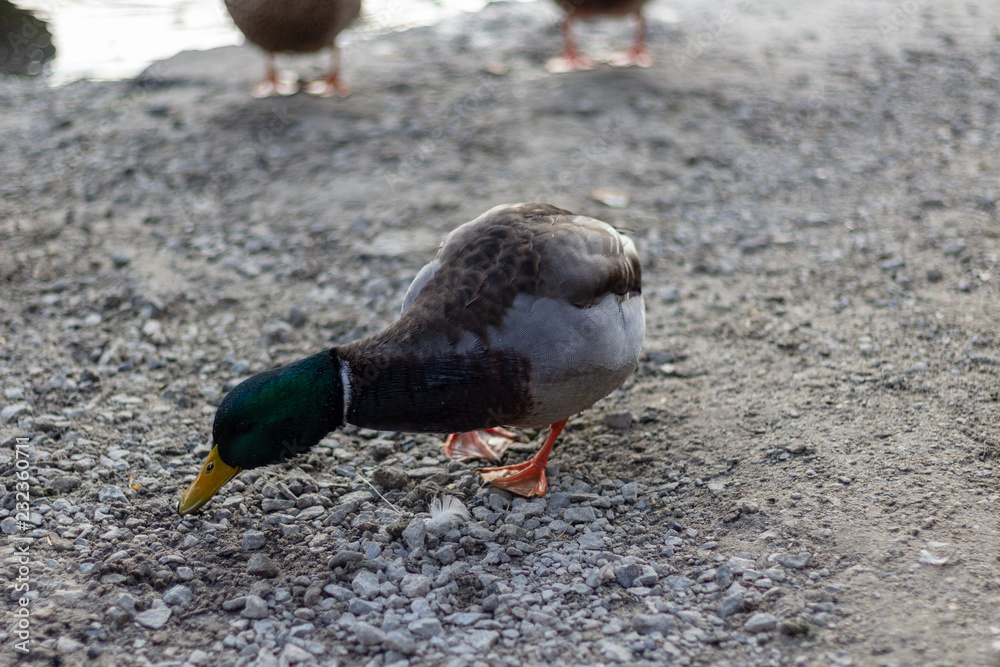 Close up of a green headed mallard duck Pecking at the shore.