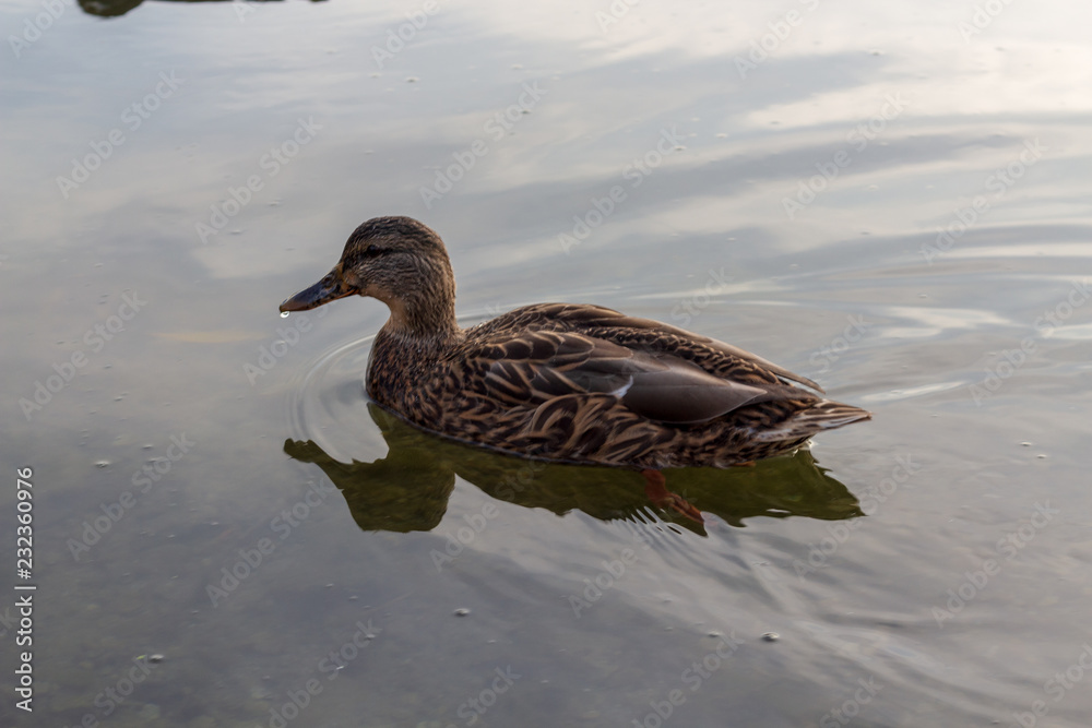A single duck swimming in calm clear waters.