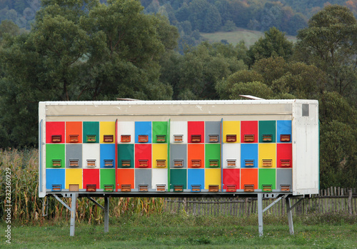 Colorful hives near the forest photo