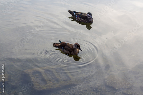 Obraz na płótnie 2 ducks swimming side by side in calm waters w salonie