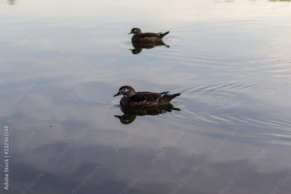 2 ducks swimming side by side in calm waters