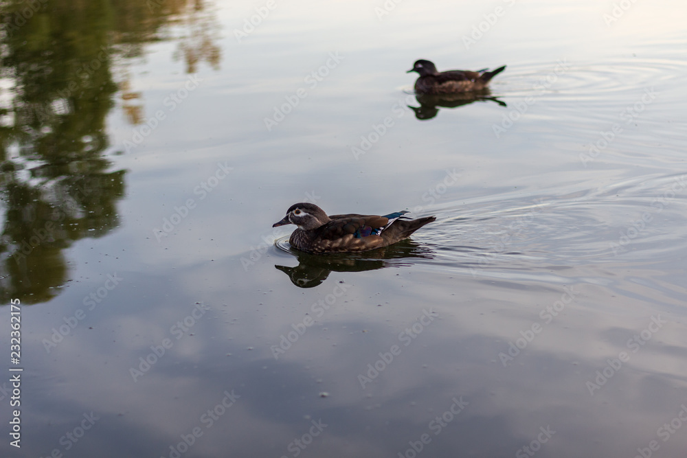 2 ducks swimming side by side in calm waters