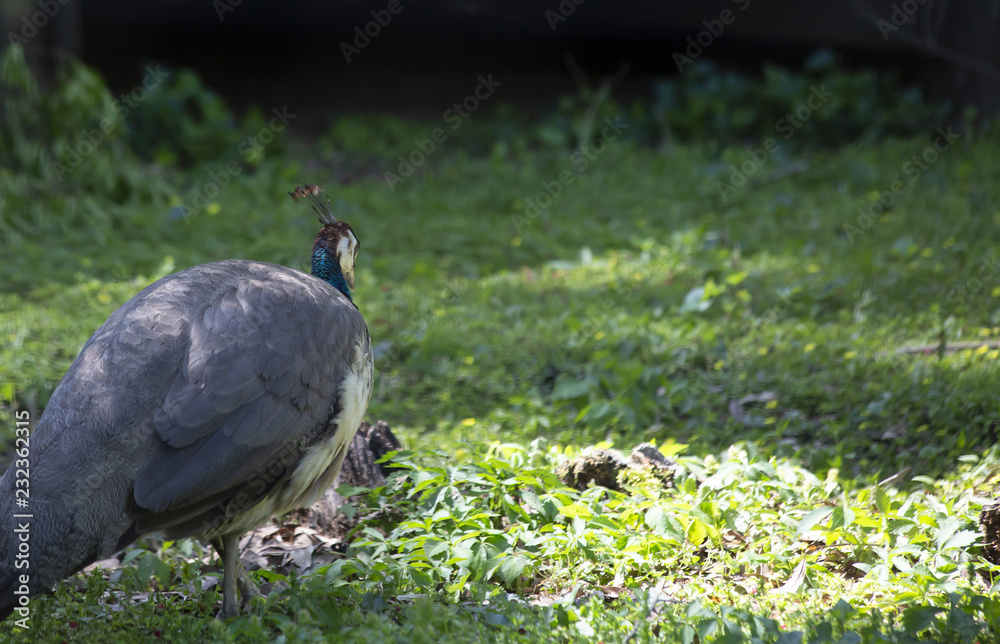 Pheasant Pheasant