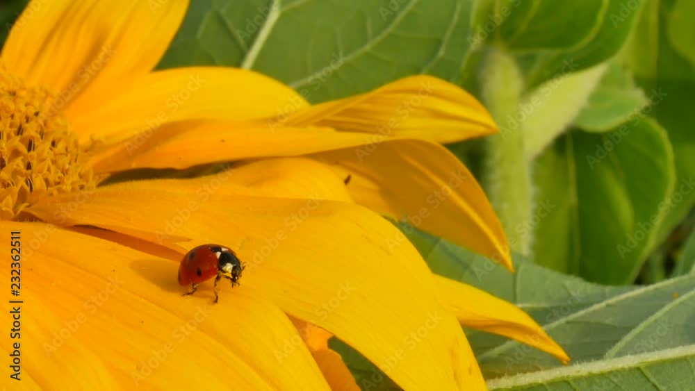 Red ladybug on yellow flower