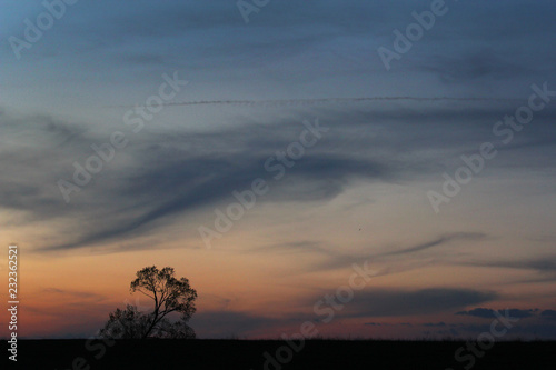 Silhouette of isolated tree at sunset
