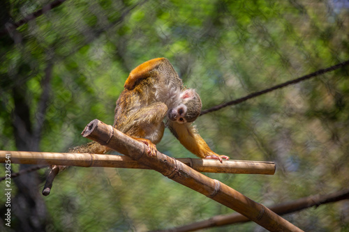 Squirrel Monkey Scratching © Brandy McKnight