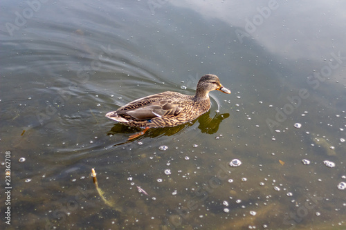 A single duck swimming in calm clear waters.