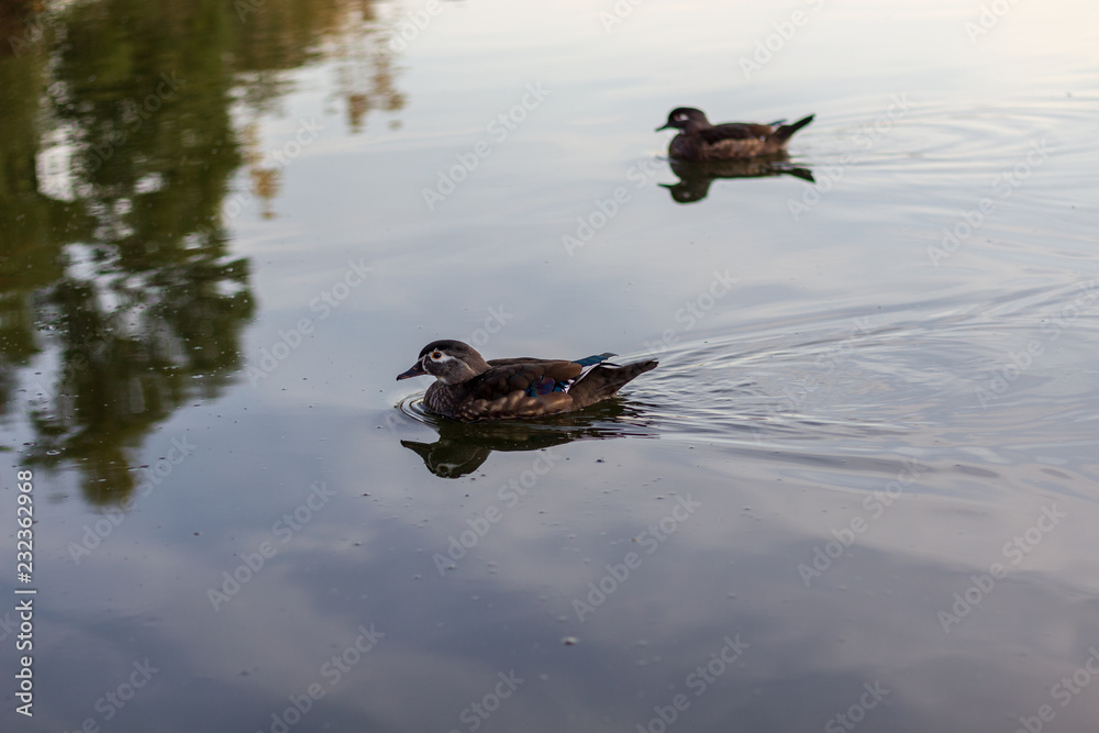 2 ducks swimming side by side in calm waters
