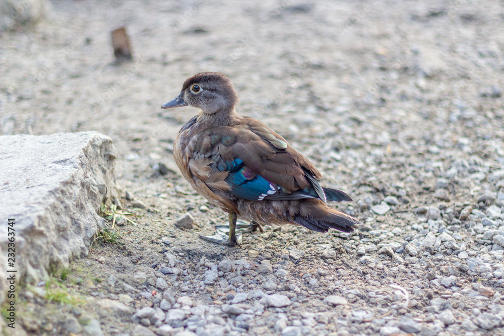 Close up of a juvenile duck with blue wing tips and beak from the side rear. Grenadier Pond, High Park, Toronto Ontario, Canada
