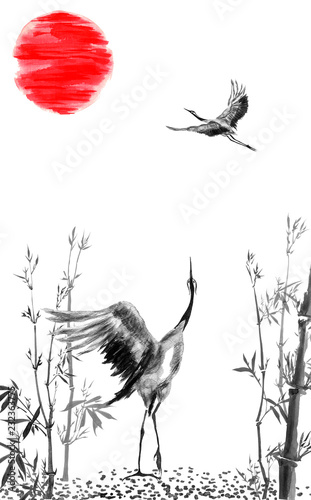 Two  Japanese cranes birds drawing.  Watercolor and ink illustration in style sumi-e, u-sin, go-hua. Oriental traditional painting. Isolated ..
