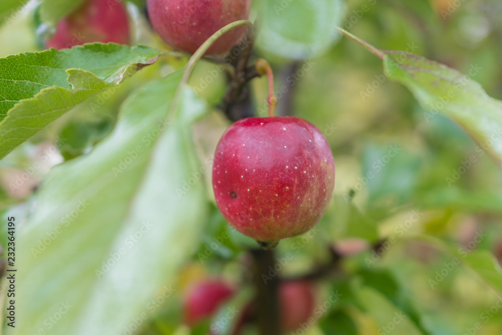 Red apple in fruit garden Red apple in fruit garden