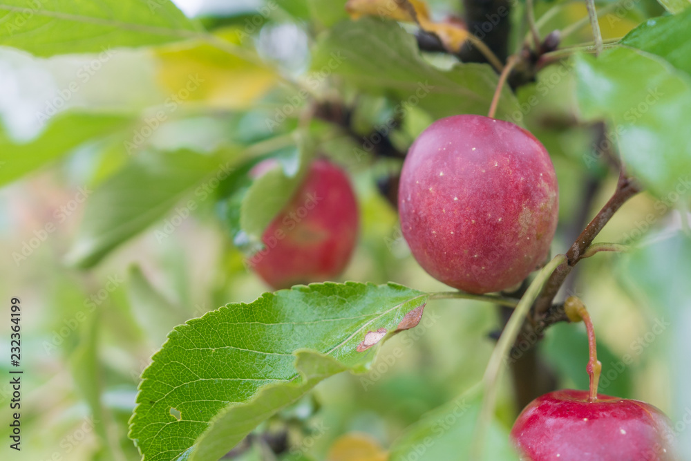 Red apple in fruit garden Red apple in fruit garden