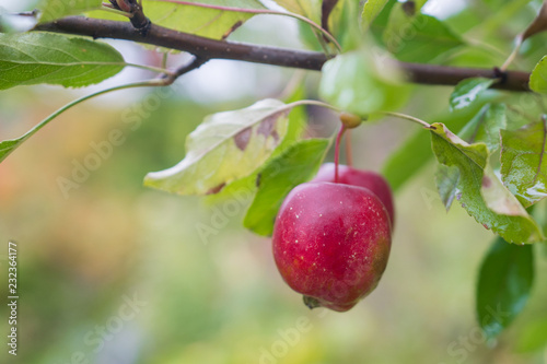 Red apple in fruit garden