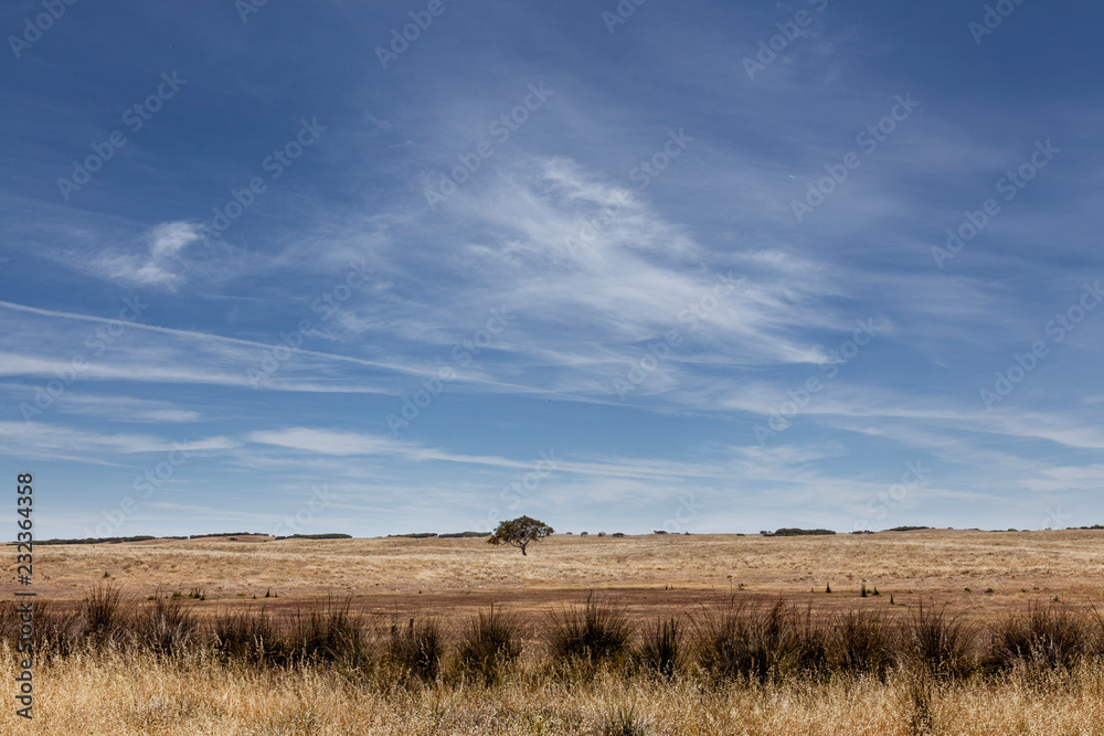 Eucalyptus tree in wheat field, Victoria Australia