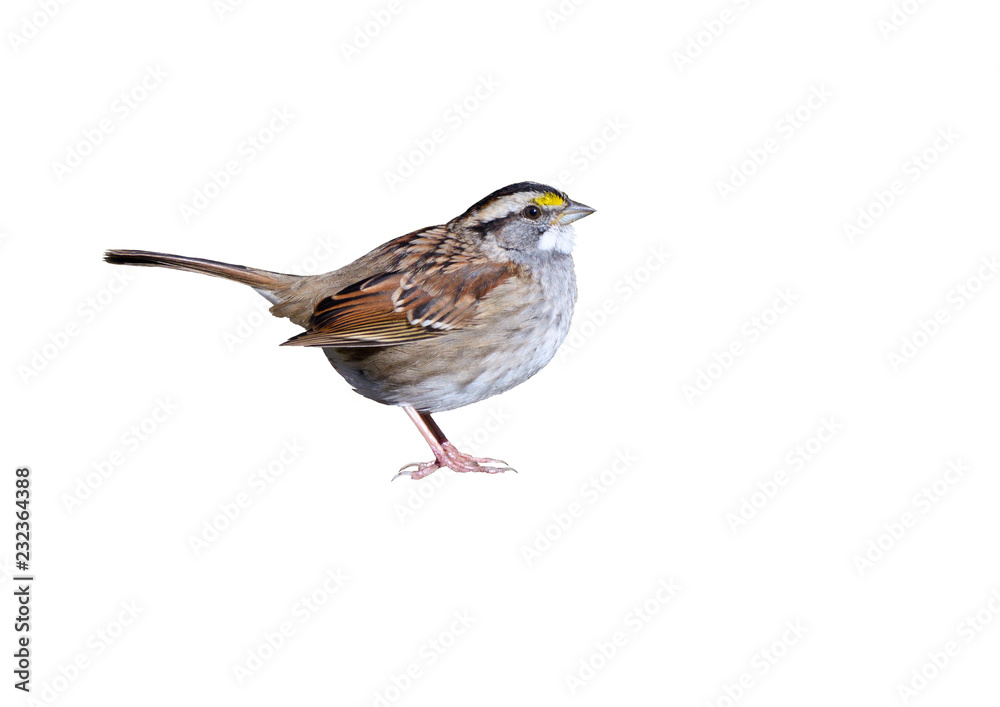 White-throated Sparrow on White Background, Isolated