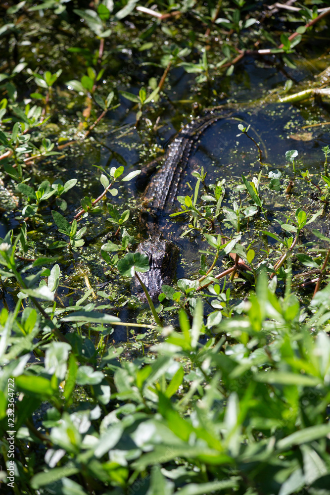 Obraz premium Baby Alligator