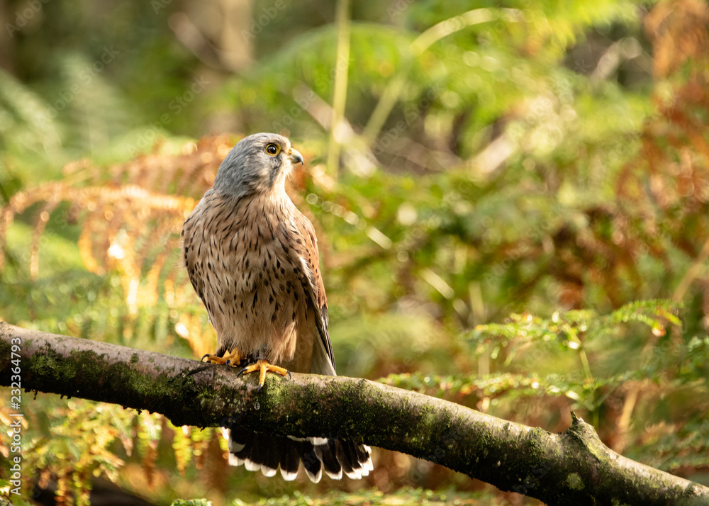 Birds of Prey Event - Kestrel sitting on branch in the forest Birds of Prey Event - Kestrel sitting on branch in the forest