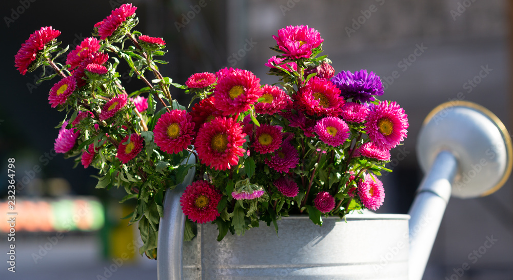 Bright flowers in a watering can.