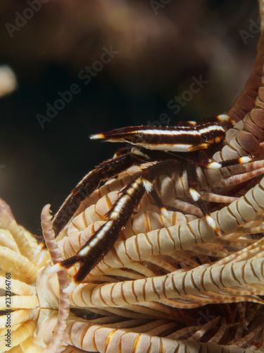 Feather star squat lobster photo