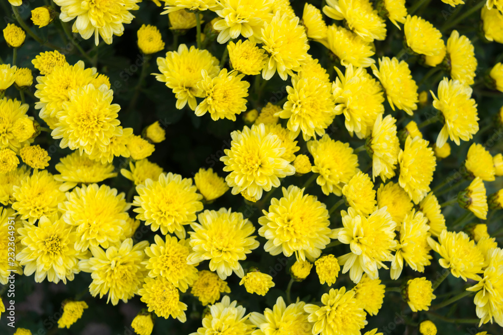 Chrysanthemums Chrysanthemums