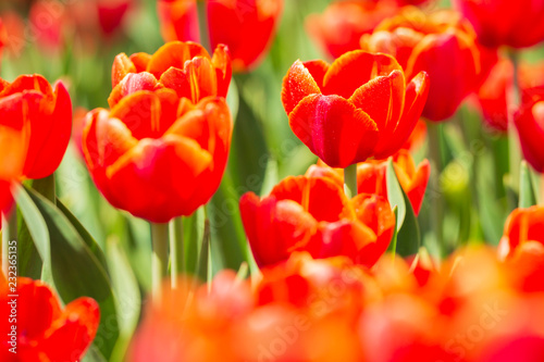 Fototapeta Naklejka Na Ścianę i Meble -  Closeup of rows Dutch red tulips in a flower field Holland
