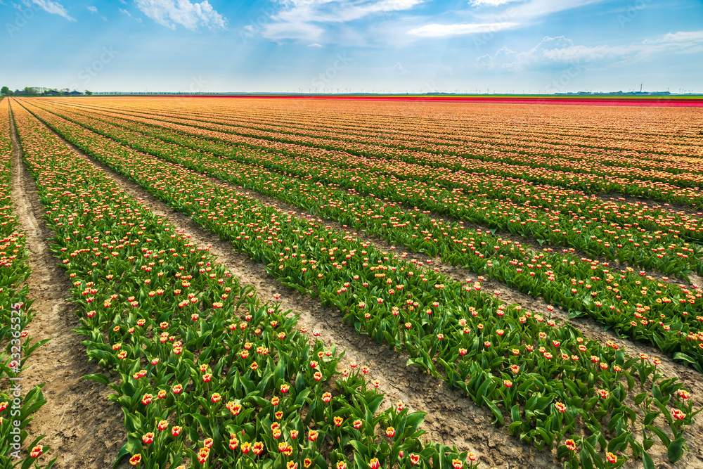 Colorful Dutch red and white tulips blooming at flower fields in Holland