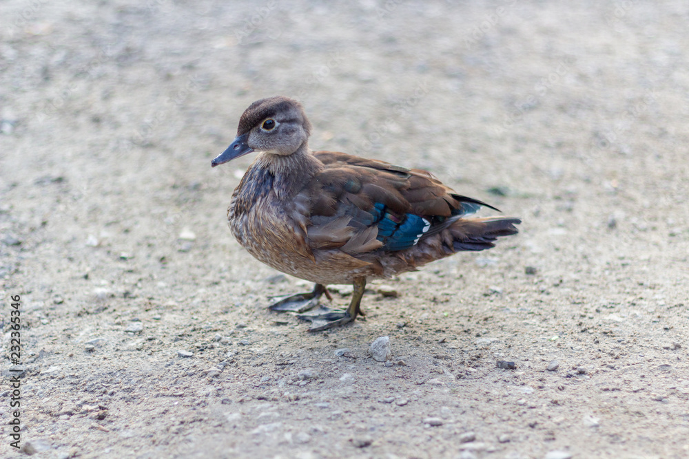 Close up of ducks on the shores of Grenadier Pond, High Park, Toronto Ontario, Canada