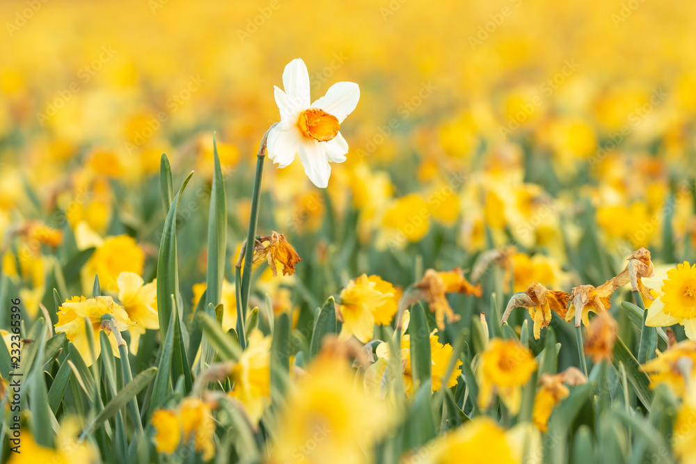 Fototapeta premium Colorful blooming flower field with yellow Narcissus or daffodil closeup during sunset.