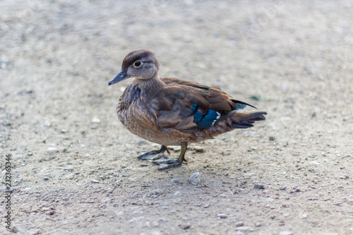 Obraz na płótnie Close up of ducks on the shores of Grenadier Pond, High Park, Toronto Ontario, Canada w salonie