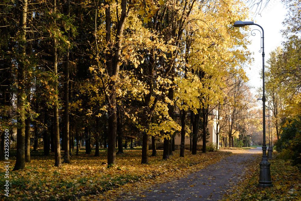 Fototapeta premium Road with fallen leaves and lanterns through an autumn Pulkovo park illuminated by Sunbeams