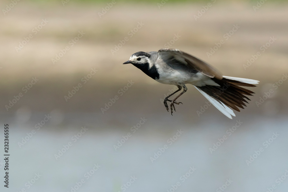 Obraz premium Closeup of a White Wagtail bird in flight