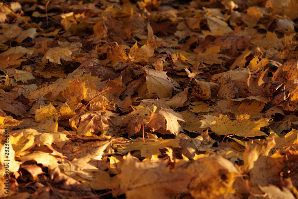 Close-up view of fallen maple leaves in the Autumn park