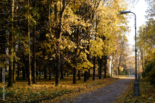 Road with fallen leaves and lanterns through an autumn Pulkovo park illuminated by Sunbeams