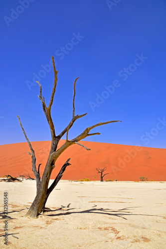 Fototapeta Naklejka Na Ścianę i Meble -  Baum im Deadvlei in der Namib Wüste Namibia