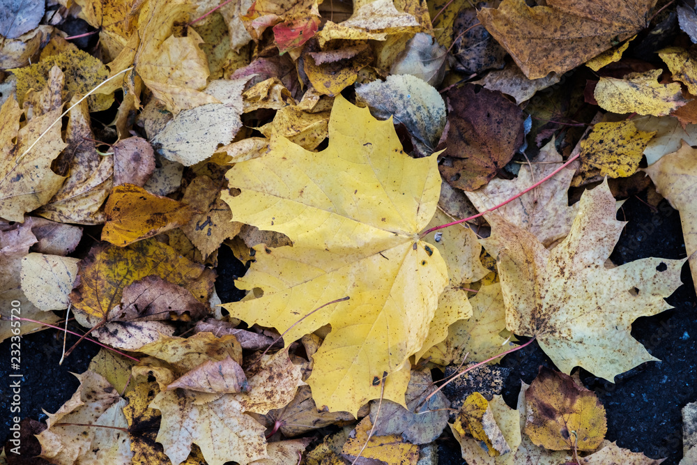 Fallen yellow maple leaf on leaves and asphalt