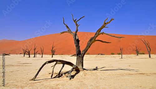 Baum im Deadvlei in der Namib Wüste Namibia