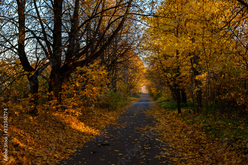 Road with fallen leaves through an autumn Pulkovo park © ghostkaa