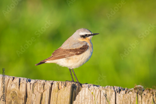 northern wheatear (Oenanthe oenanthe)