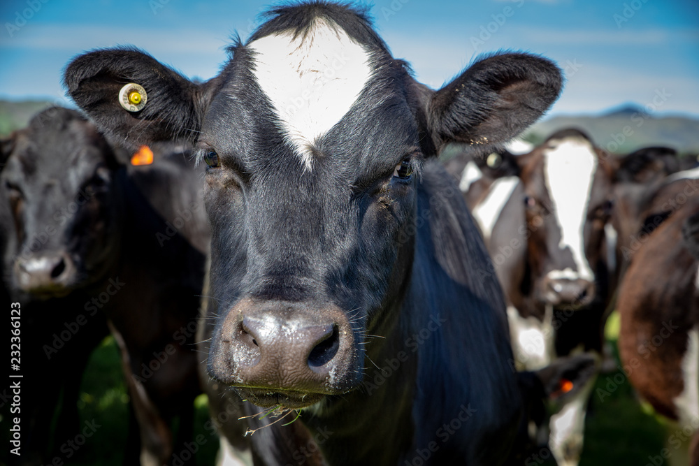 Close up of black and white cow