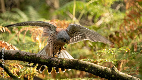  Kestrel about to take off, flaps his wings to generate lift (motion bur)
