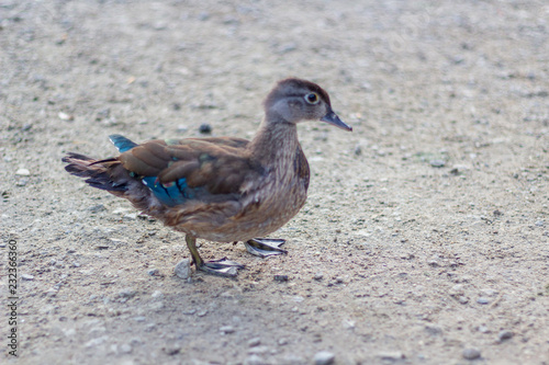 Obraz na płótnie Close up of a duck on the shores of Grenadier Pond, High Park, Toronto Ontario, Canada w salonie