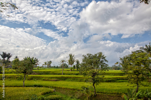 Amazing green rice field. Buleleng Regency, Bali, Indonesia